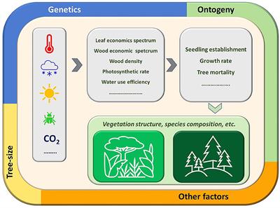 Editorial: Vital rates of forest dynamics driven by traits and performance of trees